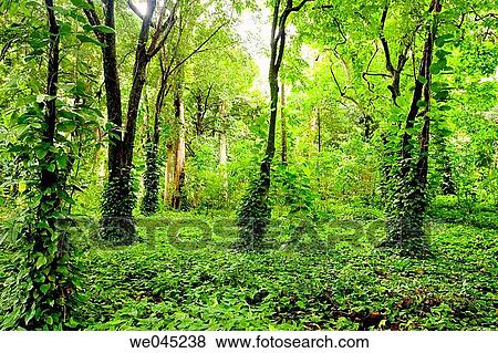 The Parque Lage, located between Lagoa & Jardim Botanico, Rio de Janiero, Brazil View Large Photo Image Stock Photo - The Parque Lage, located between Lagoa & Jardim Botanico, Rio de Janiero, Brazil. Fotosearch