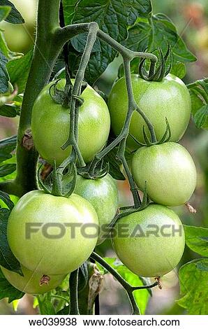 Tomatoes View Large Photo Image Stock Photo - Tomatoes. Fotosearch