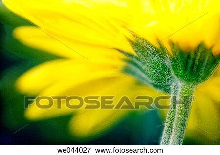 Transvaal daisy. Gerbera jamesonii. May. Maryland, USA View Large Photo Image Stock Photo - Transvaal daisy. Gerbera jamesonii. May. Maryland, USA. Fotosearch