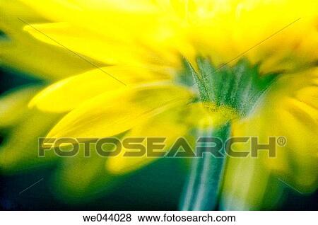 Transvaal daisy. Gerbera jamesonii. May. Maryland, USA View Large Photo Image Stock Photo - Transvaal daisy. Gerbera jamesonii. May. Maryland, USA. Fotosearch