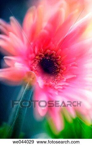 Transvaal daisy. Gerbera jamesonii. May. Maryland, USA View Large Photo Image Stock Photo - Transvaal daisy. Gerbera jamesonii. May. Maryland, USA. Fotosearch