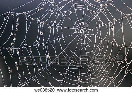Stock Image - Trapped insects on spider web, Do±ana National Park. Sanl·car de Barrameda, Cßdiz province, Andalusia, Spain. Fotosearch