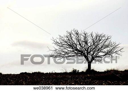 Stock Image - Tree in Sierra de Caballero. Villalengua. Zaragoza province. Arag? n. Spain.. Fotosearch