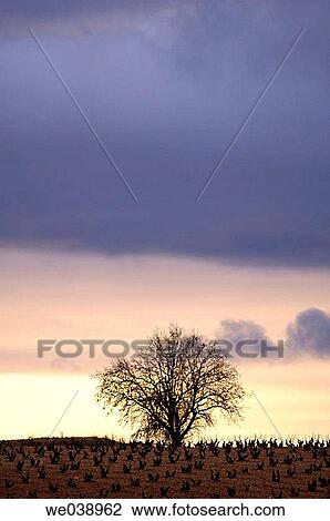 Tree in Sierra de Caballero. Villalengua. Zaragoza province. Arag? n. Spain. View Large Photo Image Stock Image - Tree in Sierra de Caballero. Villalengua. Zaragoza province. Arag? n. Spain.. Fotosearch