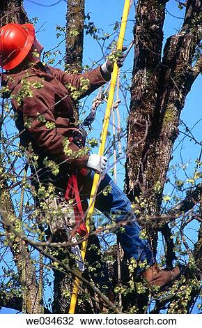 Stock Image - Tree pruner at work in an elm tree. Portland. Oregon. USA.. Fotosearch