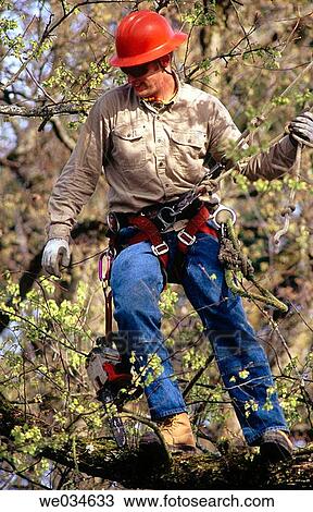 Tree pruner at work in an elm tree. Portland. Oregon. USA. View Large Photo Image Stock Image - Tree pruner at work in an elm tree. Portland. Oregon. USA.. Fotosearch