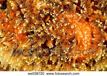 Tubastrea Cup Corals (Tubastrea sp. ). Galapagos Islands National Park, Ecuador View Large Photo Image Stock Image - Tubastrea Cup Corals (Tubastrea sp. ). Galapagos Islands National Park, Ecuador. Fotosearch