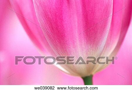 Tulip? Sauternes? View Large Photo Image Stock Image - Tulip? Sauternes?. Fotosearch