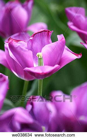 Tulip. The Netherlands View Large Photo Image Picture - Tulip. The Netherlands. Fotosearch