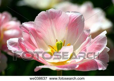 Tulip. The Netherlands View Large Photo Image Stock Photo - Tulip. The Netherlands. Fotosearch