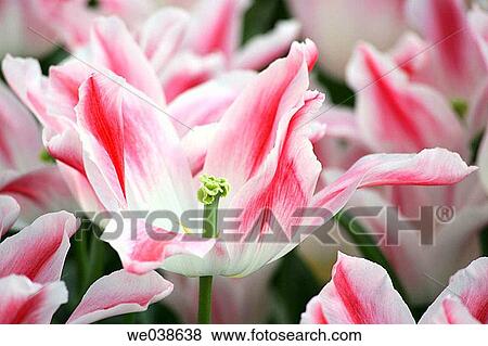 Tulip. The Netherlands View Large Photo Image Stock Photo - Tulip. The Netherlands. Fotosearch