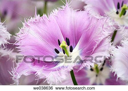 Tulip. The Netherlands View Large Photo Image Stock Photograph - Tulip. The Netherlands. Fotosearch