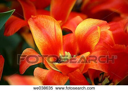 Tulip. The Netherlands View Large Photo Image Stock Photography - Tulip. The Netherlands. Fotosearch