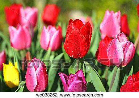 Tulips (Tulipa hybr. ) View Large Photo Image Stock Image - Tulips (Tulipa hybr. ). Fotosearch