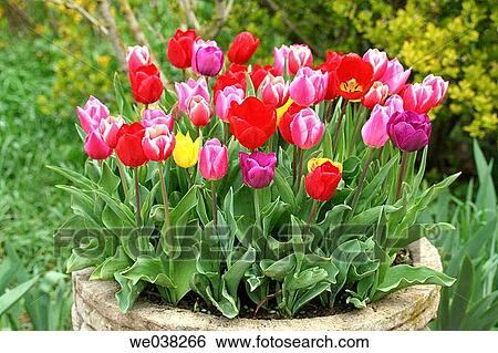 Tulips (Tulipa hybr. ) View Large Photo Image Stock Photograph - Tulips (Tulipa hybr. ). Fotosearch