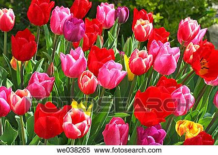Tulips (Tulipa hybr. ) View Large Photo Image Stock Photography - Tulips (Tulipa hybr. ). Fotosearch