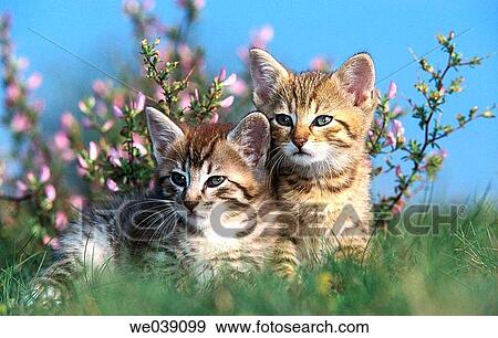 Two kittens View Large Photo Image Stock Photo - Two kittens. Fotosearch
