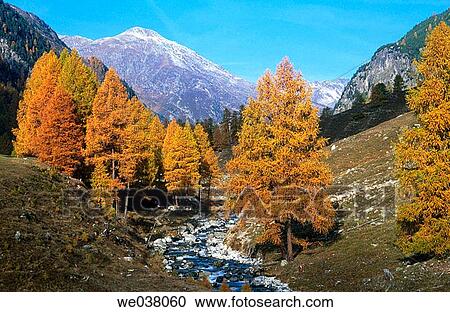 Stock Image - Vellember river. Larch trees. Val Susauna. Switzerland.. Fotosearch