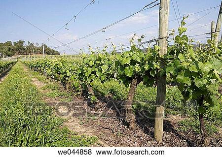 Stock Photo - Vineyards in Viseu, Portugal. Fotosearch