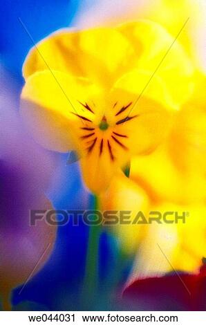 Viola x wittrockiana. May. Maryland, USA View Large Photo Image Stock Image - Viola x wittrockiana. May. Maryland, USA. Fotosearch