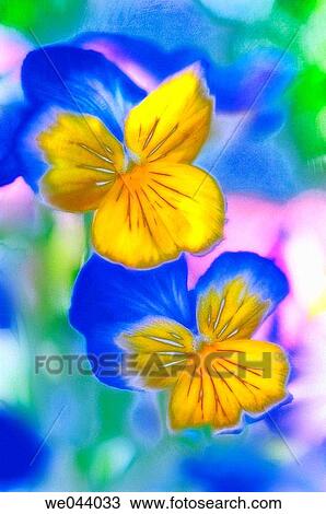 Viola x wittrockiana. May. Maryland, USA View Large Photo Image Stock Image - Viola x wittrockiana. May. Maryland, USA. Fotosearch