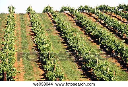 Viticulture. Vineyards on crest in Barossa valley. South Australia. View Large Photo Image Picture - Viticulture. Vineyards on crest in Barossa valley. South Australia.. Fotosearch