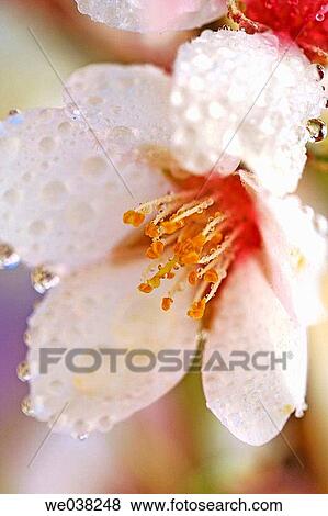 Stock Photo - Water drops on Almond tree (Prunus dulcis) flower. Fotosearch