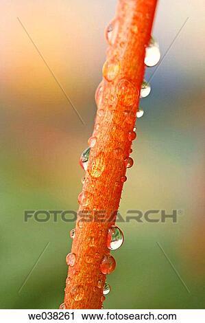 Stock Image - Water drops on Anthurium (Anthurium sp. ) stem. Fotosearch