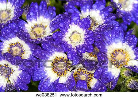 Water drops on Cineraria (Cineraria hybr. ) View Large Photo Image Stock Image - Water drops on Cineraria (Cineraria hybr. ). Fotosearch