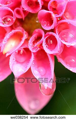 Water drops on Dahlia (Dahlia hybr. ) View Large Photo Image Picture - Water drops on Dahlia (Dahlia hybr. ). Fotosearch