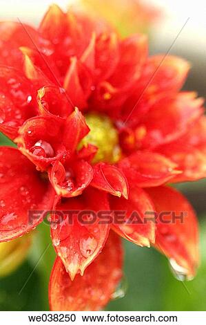 Water drops on Dahlia (Dahlia hybr. ) View Large Photo Image Stock Image - Water drops on Dahlia (Dahlia hybr. ). Fotosearch