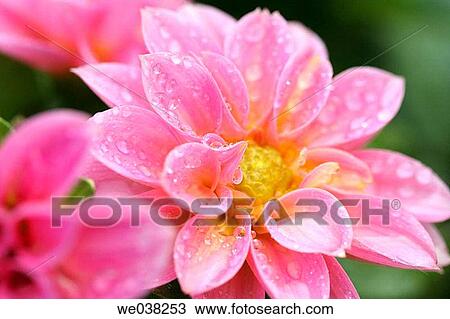 Stock Image - Water drops on Dahlia (Dahlia hybr. ). Fotosearch