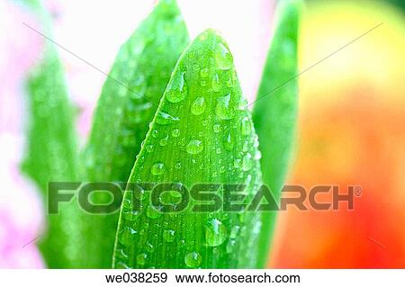 Water drops on Hyacinth (Hyacinthus hybr. ) leaves View Large Photo Image Stock Photo - Water drops on Hyacinth (Hyacinthus hybr. ) leaves. Fotosearch