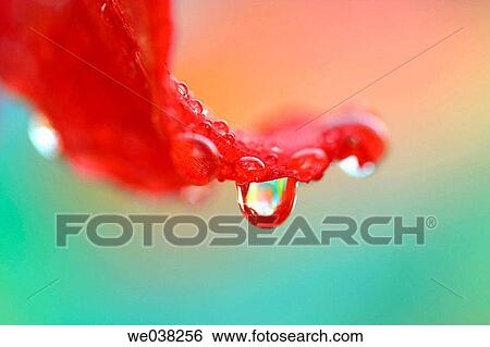 Water drops on Hypeastrum (Hypeastrum sp. ) flower View Large Photo Image Stock Photograph - Water drops on Hypeastrum (Hypeastrum sp. ) flower. Fotosearch