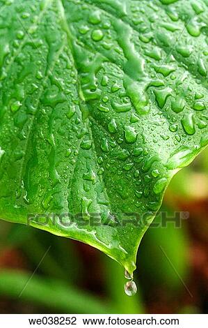 Water drops on leaf View Large Photo Image Stock Image - Water drops on leaf. Fotosearch