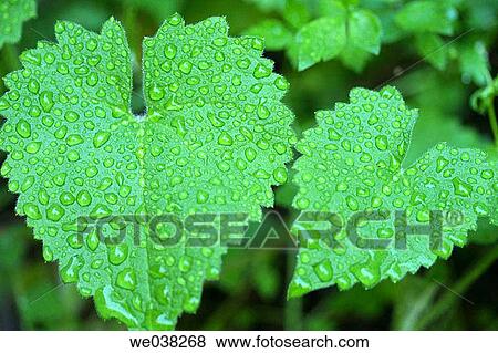 Water drops on leaves View Large Photo Image Stock Photo - Water drops on leaves. Fotosearch