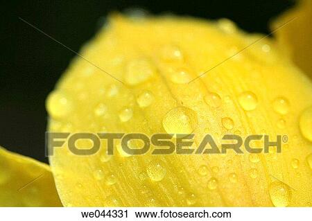 Water drops on orchid (Cymbidium sp. ) petal View Large Photo Image Stock Image - Water drops on orchid (Cymbidium sp. ) petal. Fotosearch