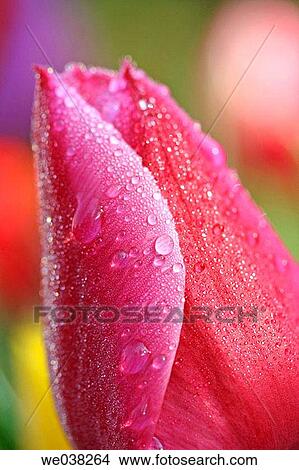 Water drops on tulip (Tulipa hybr. ) View Large Photo Image Picture - Water drops on tulip (Tulipa hybr. ). Fotosearch