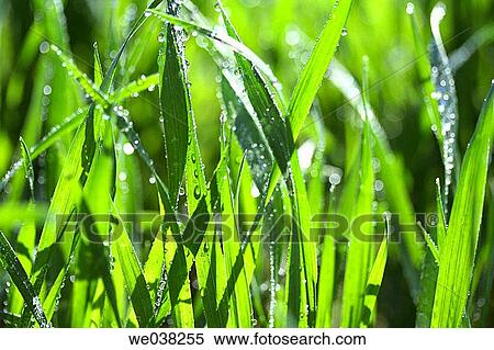 Water drops on wheat (Triticum sp. ) View Large Photo Image Stock Photography - Water drops on wheat (Triticum sp. ). Fotosearch