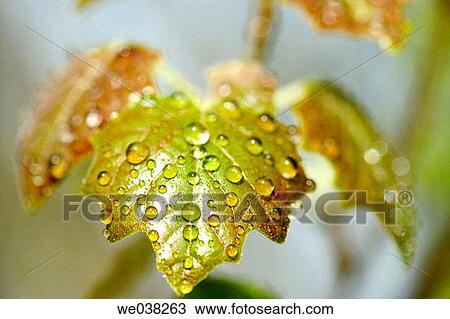 Water drops on White Poplar (Populus alba? Bolleana? ) leaves View Large Photo Image Stock Image - Water drops on White Poplar (Populus alba? Bolleana? ) leaves. Fotosearch