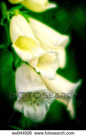 Stock Photograph - White Foxglove. Digitalis purpurea. June. Maryland, USA. Fotosearch