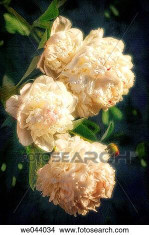 White Peonies Nodding. Paeonia lactiflora. May. Maryland, USA View Large Photo Image Picture - White Peonies Nodding. Paeonia lactiflora. May. Maryland, USA. Fotosearch