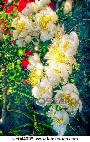 White Peonies. Paeonia lactiflora. May. Maryland, USA View Large Photo Image Stock Photography - White Peonies. Paeonia lactiflora. May. Maryland, USA. Fotosearch