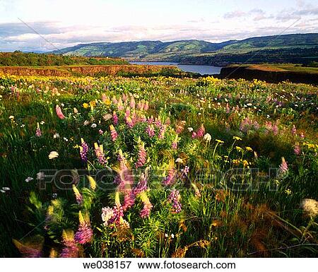 Stock Photo - Windblown wildflowers at Tom McCall Preserve at Rowena, Columbia River Gorge National Scenic Area. Oregon, USA. Fotosearch