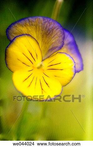 Yellow pansy. Viola x wittrockiana. June. Maryland, USA View Large Photo Image Picture - Yellow pansy. Viola x wittrockiana. June. Maryland, USA. Fotosearch
