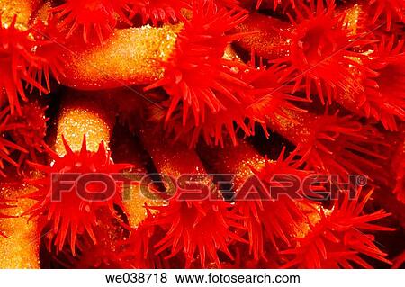 Stock Photo - Zooanthids. Galapagos Islands National Park, Ecuador. Fotosearch