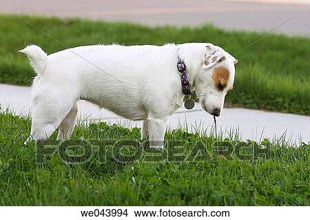 A Parsons Terrier, formerly called a Jack Russell Terrier, hunting for her toy. View Large Photo Image Picture - A Parsons Terrier, formerly called a Jack Russell Terrier, hunting for her toy.. Fotosearch