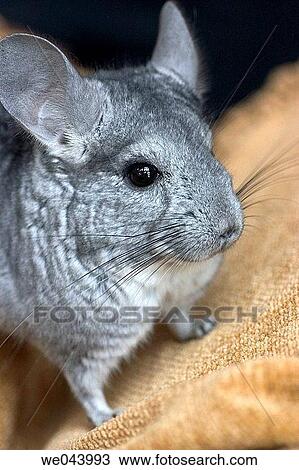 Stock Image - A pet Chinchilla, native to Peru. Chinchilla lanigera. Fotosearch
