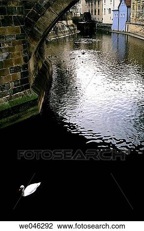 A swan swims in an inlet in Prague View Large Photo Image Stock Image - A swan swims in an inlet in Prague. Fotosearch