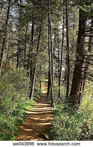 Stock Photograph - A trail through the woods.. Fotosearch